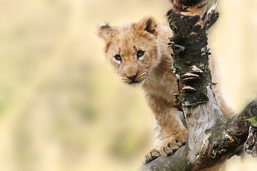 Lion cub on a tree attracts a lot of tourists towards eco tourism in Odisha
