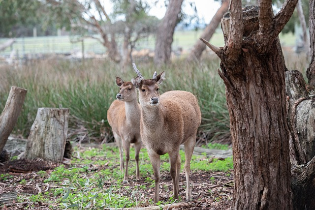 Sambar Deer at Nandankanan Zoological park Bhubaneswar