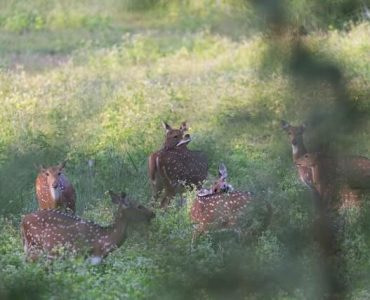 debrigarh-wildlife-sanctuary Deers Grazing at Debrigarh wildlife sanctuary-one of the must visit places to visit in Sambalpur